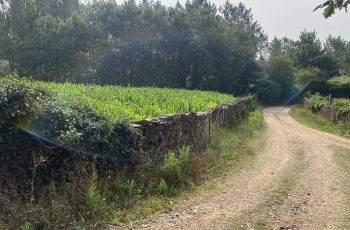 IMG_1371