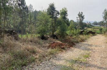 IMG_1373